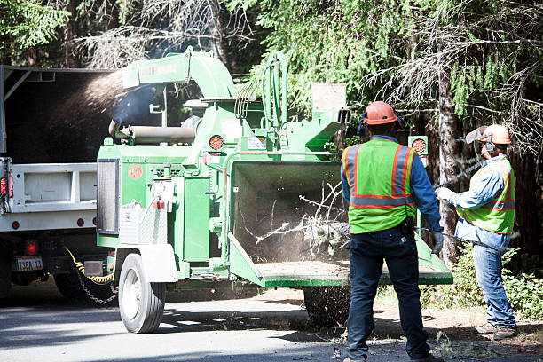 Best Tree Health Inspection  in Califon, NJ