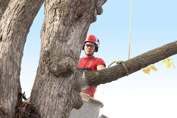 Trusted Califon, NJ Tree Care Experts